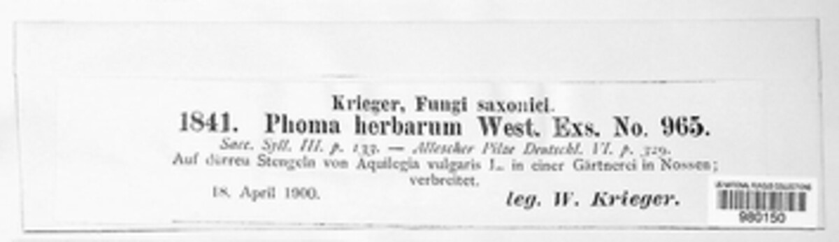 Phoma herbarum image